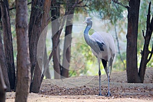 Demoiselle Crane