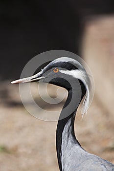 The demoiselle crane