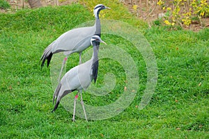 Demoiselle crane