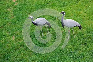 Demoiselle Crane