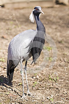 Demoiselle Crane