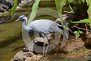 Demoiselle Crane