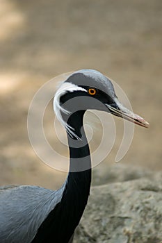 Demoiselle Crane