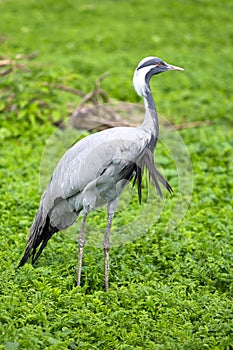 Demoiselle Crane