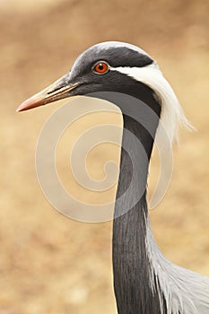 Demoiselle Crane