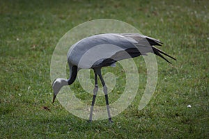 Demoiselle crane