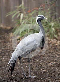 Demoiselle Crane