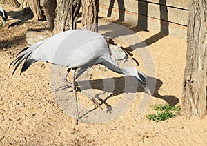 Demoiselle crane