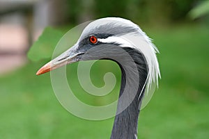 Demoiselle Crane