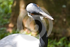 Demoiselle Crane