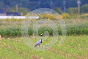 Demoiselle crane