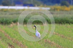 Demoiselle crane