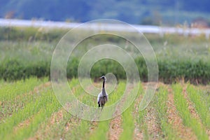 Demoiselle crane