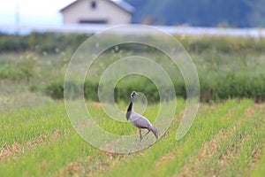 Demoiselle crane