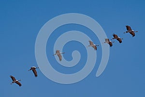 Demoiselle Crane, Anthropoides at Khichan in Rajasthan, India