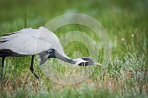 Demoiselle crane / Anthropoides virgo.