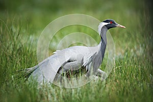 Demoiselle crane / Anthropoides virgo.