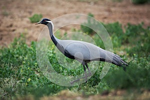 Demoiselle crane / Anthropoides virgo.