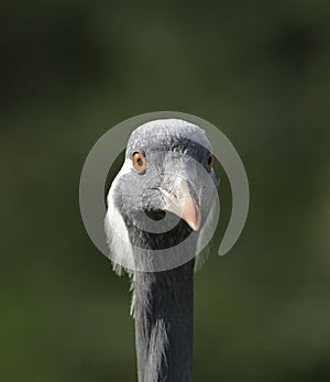 Demoiselle Crane - Anthropoides virgo