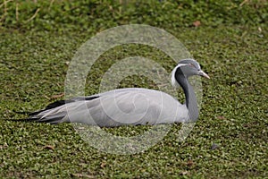 Demoiselle Crane, Anthropoides virgo