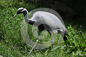 Demoiselle crane (Anthropoides virgo)