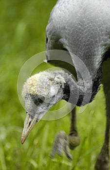 Demoiselle crane (anthropoides virgo)