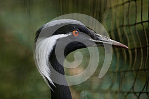 Demoiselle crane (Anthropoides virgo).