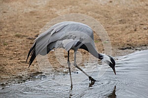 Demoiselle crane (Anthropoides virgo).