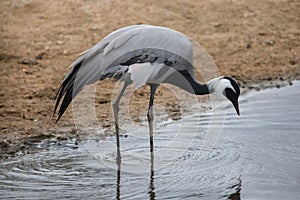 Demoiselle crane (Anthropoides virgo).