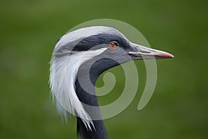 Demoiselle crane Anthropoides virgo.