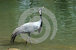 Demoiselle Crane, anthropoides virgo, Adult standing in Water