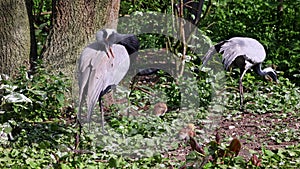 Demoiselle Crane, Anthropoides virgo family with young goslings are living in the bright green meadow during the day time