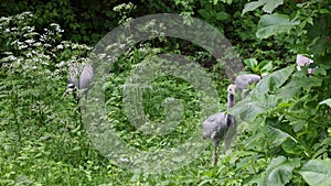 Demoiselle Crane, Anthropoides virgo family with young goslings are living in the bright green meadow during the day time