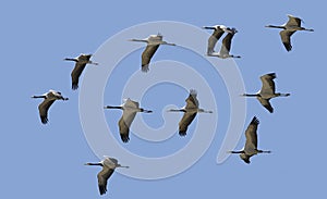 Demoiselle Crane, anthropoides virgo, Immatures in Flight