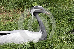 Demoiselle Crane, Anthropoides Virgo, lies in tall grass and looking for food