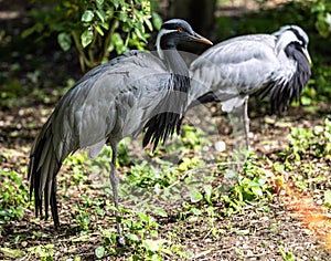 Demoiselle Crane, Anthropoides virgo are living in the bright green meadow during the day time