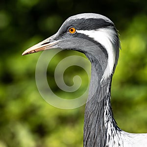 Demoiselle Crane, Anthropoides virgo are living in the bright green meadow during the day time