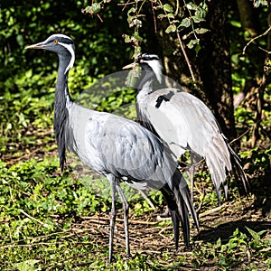 Demoiselle Crane, Anthropoides virgo are living in the bright green meadow during the day time