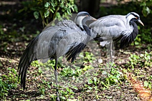 Demoiselle Crane, Anthropoides virgo are living in the bright green meadow during the day time