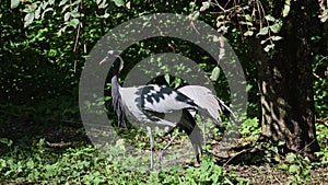 Demoiselle Crane, Anthropoides virgo are living in the bright green meadow during the day time