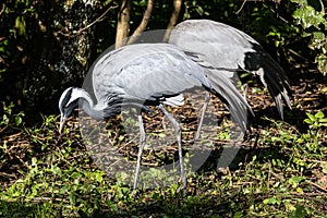 Demoiselle Crane, Anthropoides virgo are living in the bright green meadow during the day time