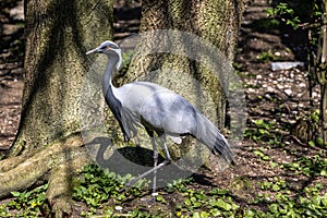 Demoiselle Crane, Anthropoides virgo are living in the bright green meadow during the day time