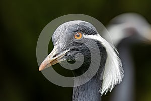 Demoiselle Crane, Anthropoides virgo are living in the bright green meadow during the day time