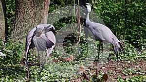 Demoiselle Crane, Anthropoides virgo are living in the bright green meadow during the day time