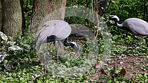 Demoiselle Crane, Anthropoides virgo are living in the bright green meadow during the day time