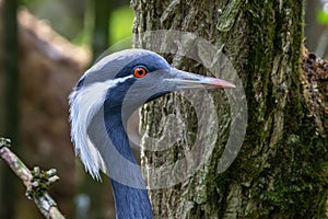 Demoiselle Crane, Anthropoides virgo are living in the bright green meadow during the day time