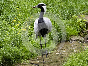 The Demoiselle Crane, Anthropoides virgo, stands in the grass and observes the surroundings