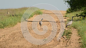 Demoiselle Crane Anthropoides virgo two, birds on a country road