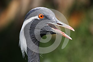 Demoiselle Crane Bird