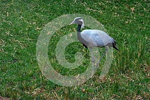 Demoiselle Crane bird